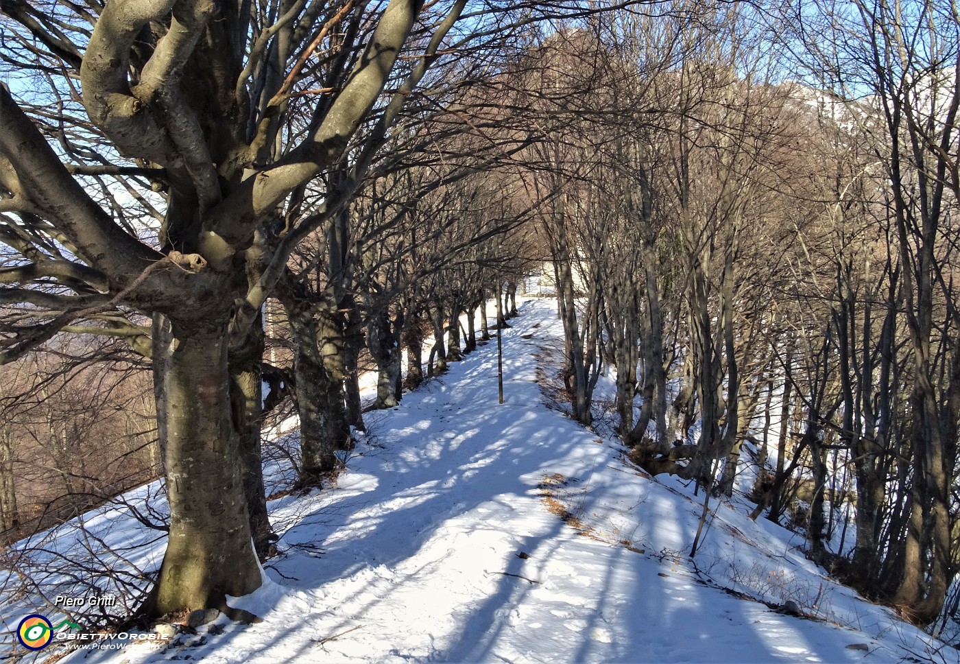 26 Percorrendo un viale alberato di faggi secolari.JPG